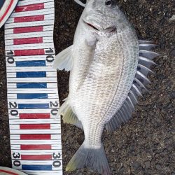 かご釣りチヌ
