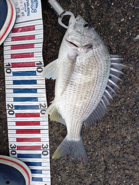 かご釣りチヌ