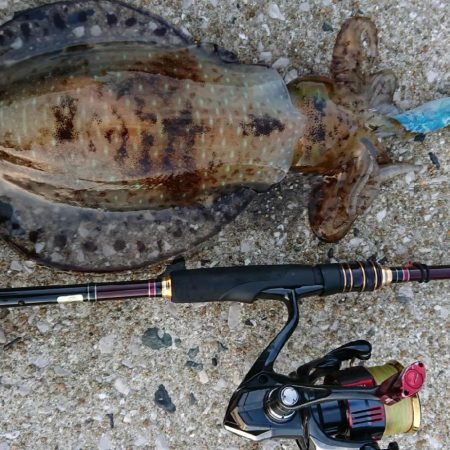 対馬エギング釣果