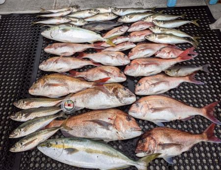 福井鷹巣沖 乗っ込みマダイ釣り！