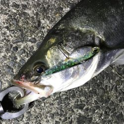バチがダメなら、小魚を食ってるヤツを狙って!