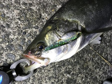 バチがダメなら、小魚を食ってるヤツを狙って!