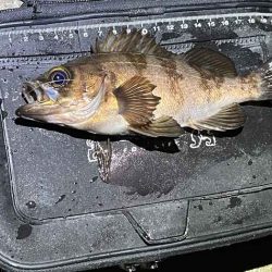 姫路で激渋メバリング