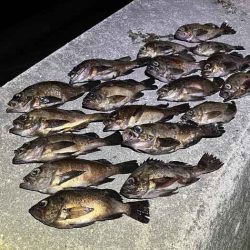 【姫路メバリング】干潮の表層でジグ単入れ食い！