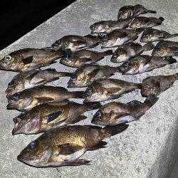 姫路メバリング|ジグ単で入れ食いモードの爆釣!