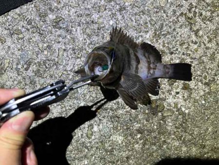 満月大潮の満潮前後メバリングは足元でボチボチ