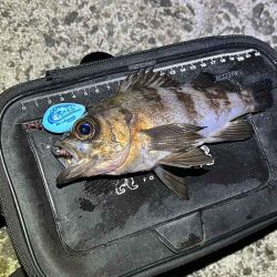 姫路でフロートメバリング！良型メバル！！