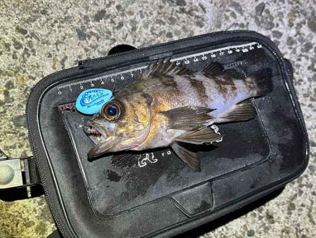 姫路でフロートメバリング！良型メバル！！