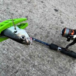 強風激寒激渋アジング