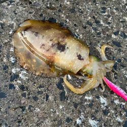 2022年初チャレンジで春アオリゲット!