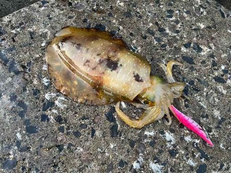 2022年初チャレンジで春アオリゲット！