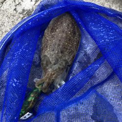 朝マヅメエギング