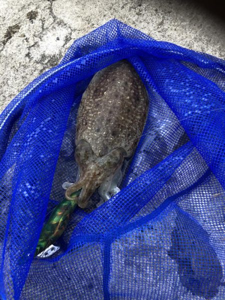 朝マヅメエギング