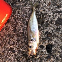 朝マヅメアジング