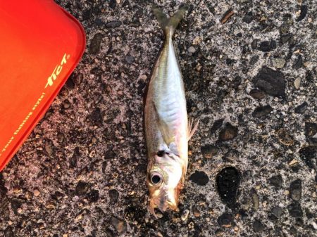 朝マヅメアジング