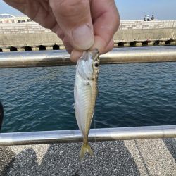 豆アジチョロチョロ