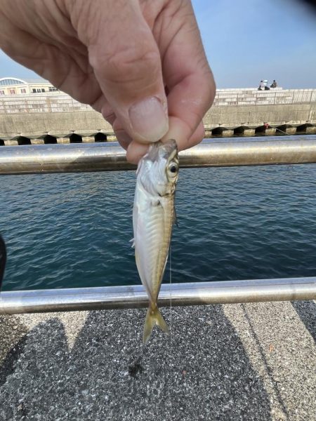 豆アジチョロチョロ