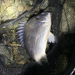 チヌハンターパート3