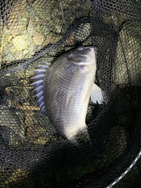 チヌハンターパート3