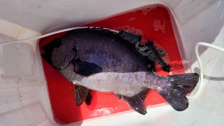 和歌山大引の磯でフカセ釣り