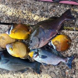 和歌山市江（吉丸渡船）で磯フカセ