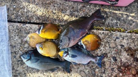 和歌山市江（吉丸渡船）で磯フカセ