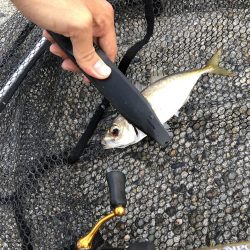 ユウマヅメ アジング