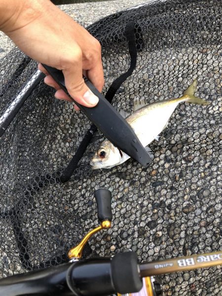 ユウマヅメ アジング