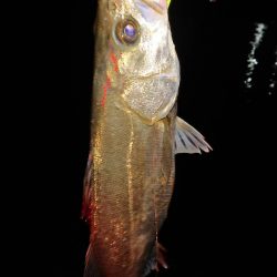 バチパターンでシーバス