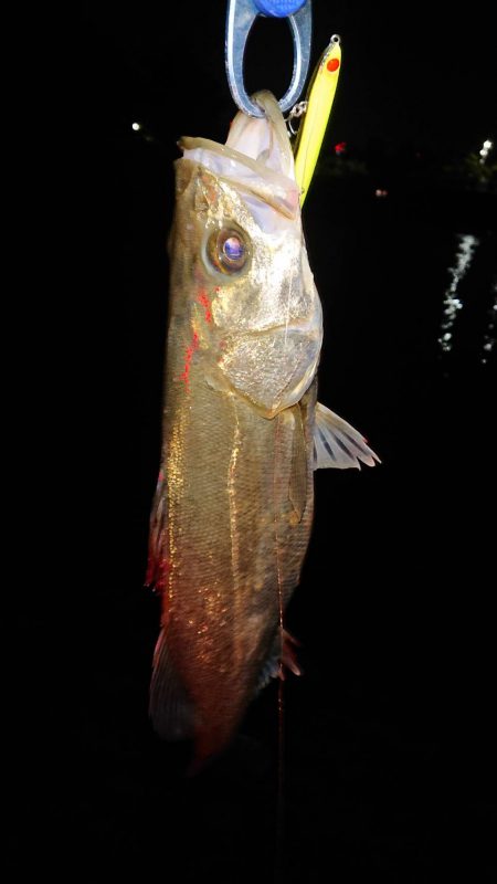 バチパターンでシーバス