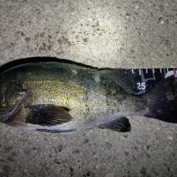 連夜のメバリングで尺メバル