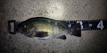 連夜のメバリングで尺メバル