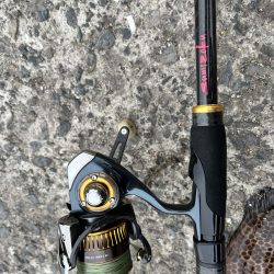 オオモンハタ？かな？