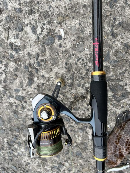 オオモンハタ？かな？