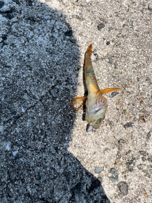 魚影は濃いが渋め