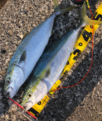 久しぶりの青物