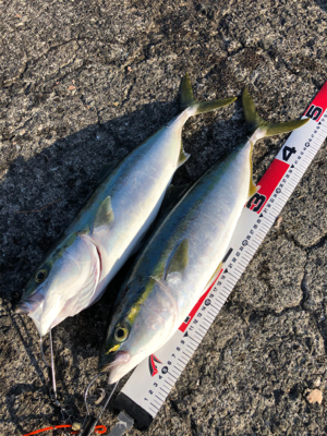 のんびり遠投カゴ釣りにて