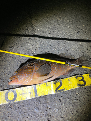 ライトワインド