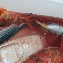 黒ムツ、鬼カサゴ