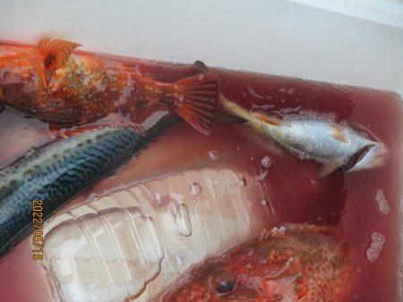 黒ムツ、鬼カサゴ