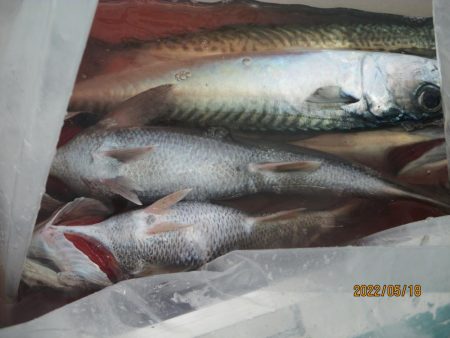 黒ムツ、スルメイカ、ヤリイカ　釣れたよ(^^♪