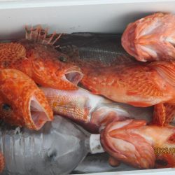 鬼カサゴ、大型目鯛　釣れたよ(^_-)-☆