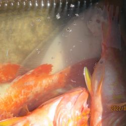 黒ムツ、鬼カサゴ　釣れました(^_-)-☆