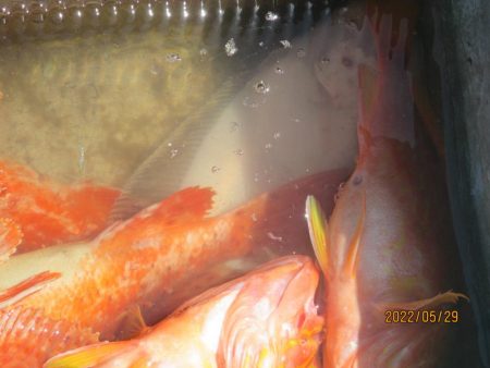 黒ムツ、鬼カサゴ　釣れました(^_-)-☆