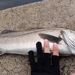 ようやく…　シーバス！