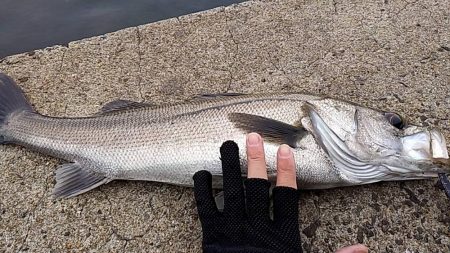 ようやく…　シーバス！