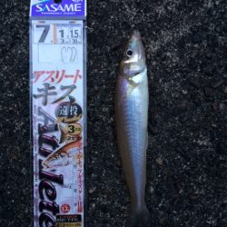 天草へ行ってキス釣りしてきました