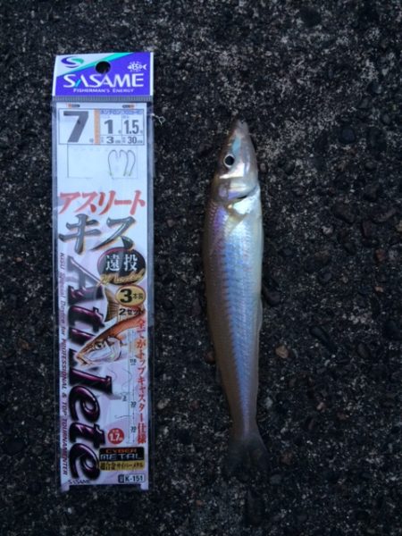 天草へ行ってキス釣りしてきました