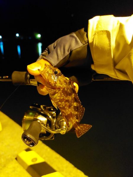 アジを探しに日本海へ