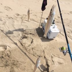 近場のサーフでキスのアタリを楽しみました